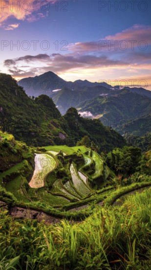 Early morning light bathes Philippines rice terraces cascading down mountain slopes, beautiful golden light, AI generated