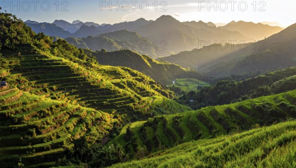 Early morning light bathes Philippines rice terraces cascading down mountain slopes, beautiful golden light, AI generated