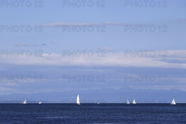 Lake Constance with sailboats, Baden-Württemberg, summer, Germany