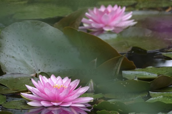 Picturesque water lily, summer, Germany