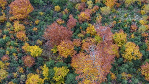 Autumn forest in the Black Forest. Drone photo of trees in colorful autumn leaves and conifers, some have dry branches. Titisee-Neustadt, Baden-Württemberg, Germany