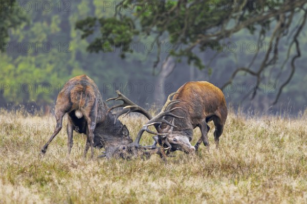 Two rutting red deer (Cervus elaphus) stags fighting by locking antlers during fierce mating battle in grassland at forest edge during rut in autumn