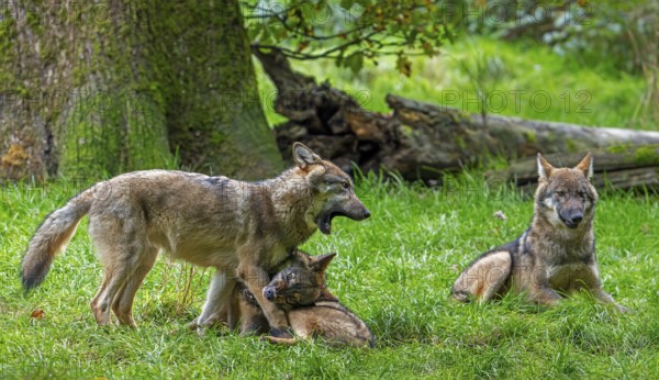 Wolf pack of Eurasian wolves, European grey wolves (Canis lupus lupus) with 5 months old pups play fighting in forest, woodland in autumn