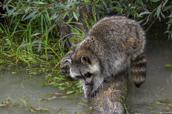 Common raccoon, North American racoon (Procyon lotor) washing food in water of pond, invasive species native to North America