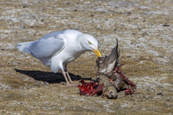 Glaucous gull (Larus hyperboreus hyperboreus) adult in summer plumage scavenging on dead common eider duck in spring, Svalbard, Spitsbergen