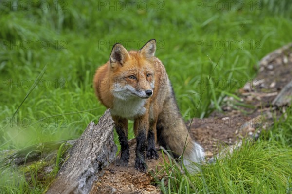 Red fox (Vulpes vulpes) hunting in grassland, meadow at edge of forest