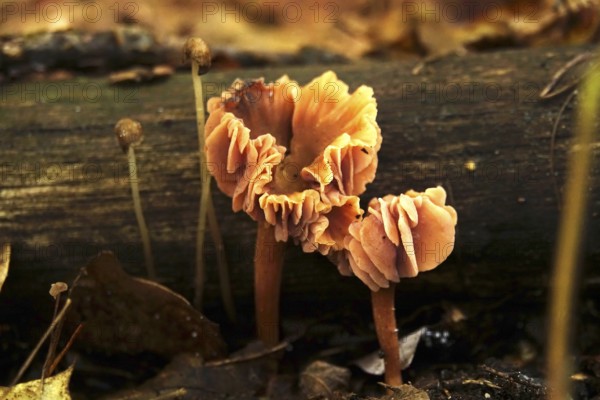 Autumn time in the forest, October, mushrooms, Germany