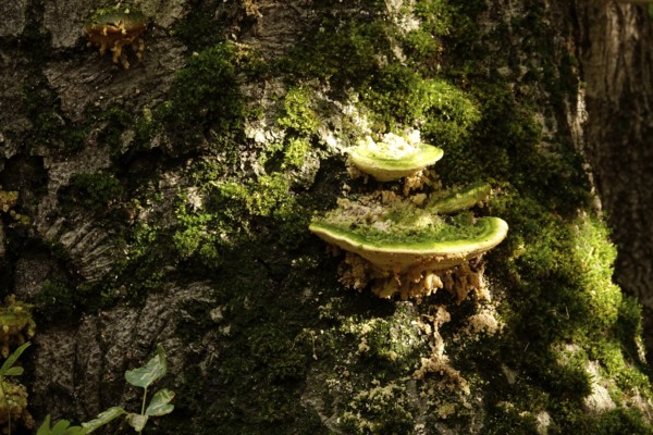Autumn time in the forest, October, Pilz, Germany