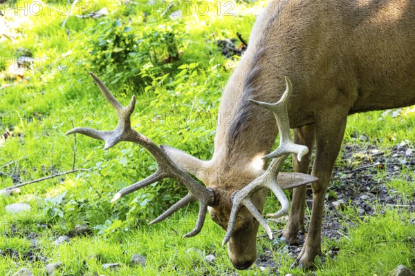 Red deer (Cervus elaphus) captive Germany