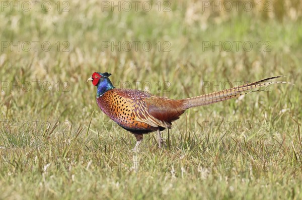 Pheasant, hunting pheasant (Phasianus colchicus), adult male bird in a meadow, wildlife, lembruch, ox moor, Dümmer nature park Park, Lower Saxony, Germany