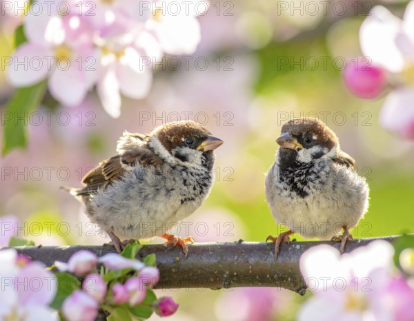 Small funny Sparrow Chicks sit in the garden surrounded by pink Apple blossoms on a Sunny may day, AI generated