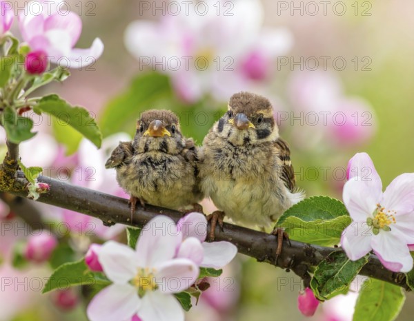 Small funny Sparrow Chicks sit in the garden surrounded by pink Apple blossoms on a Sunny may day, AI generated