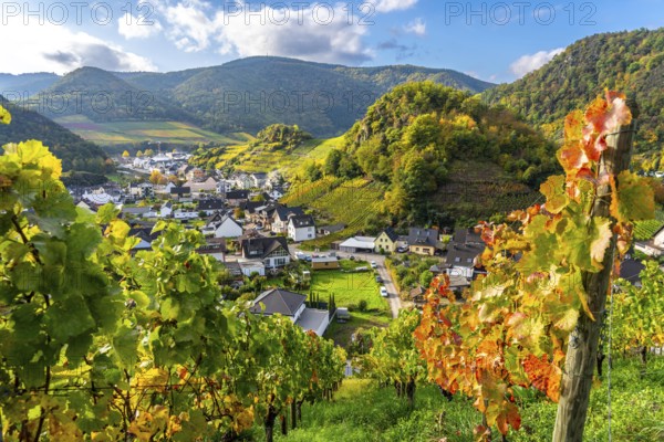 Vineyards in autumn in the middle Ahr Valley, near Mayschoß, Rhineland-Palatinate