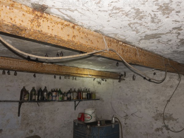 Small horseshoe nose (Rhinolophus hipposideros) hanging from the ceiling in the cellar, Thuringia, Germany