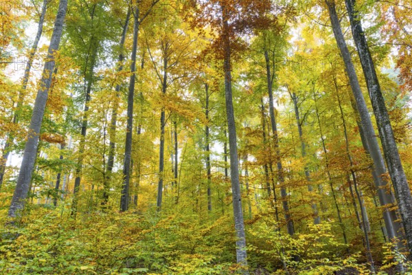 Beech forest (Fagus) in autumn colors, beech plants (Fagaceae), autumn, Leibertingen, Upper Danube nature park Park, Baden-Württemberg, Germany