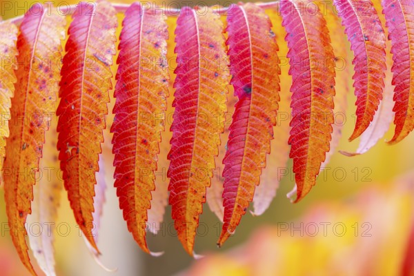 Vinegar tree (Rhus typhina) in autumn colors, autumn, Krauchenwies, Upper Danube nature park Park, Baden-Württemberg, Germany
