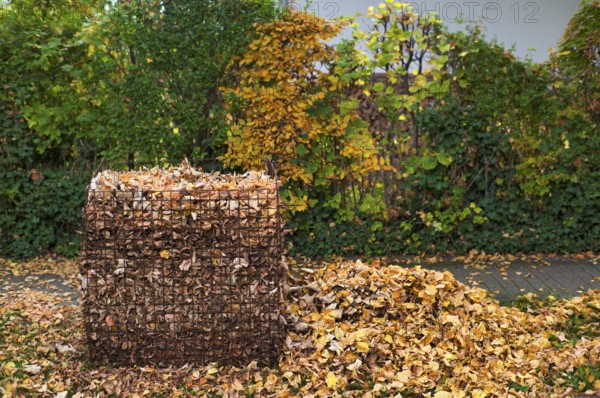 Public collection container, leaf basket, steel mesh compost basket, for collecting autumn leaves, leaves, overfilled, full, leaves, autumn, autumn, residential area, Stuttgart, Baden-Württemberg, Germany