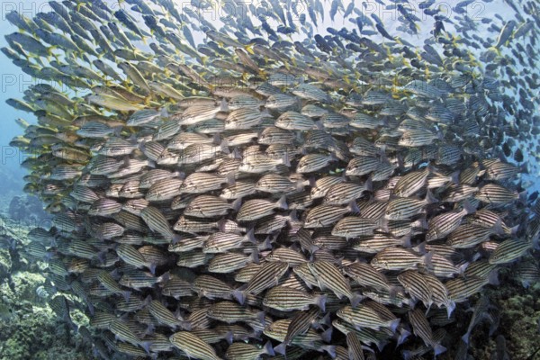 Mixed swarm, bronze-striped grunt (Pomadasys taeniatus) and large school mullet (Mulloidychthys vanicolensis), Arabian Sea, Indian Ocean, Salala, Dhofar Governorate, Oman