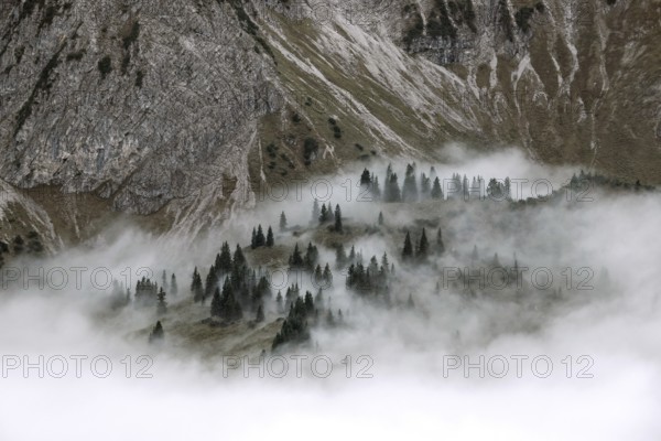 Ridge with conifers sticking out of fog, Allgäu Alps, near Oberstdorf, Oberallgäu, Allgäu, Bavaria, Germany