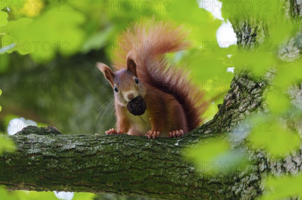 Squirrel (Sciurus vulgaris), wildlife, Germany