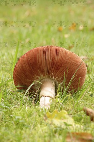 Autumn time, mushroom in the forest, October, Germany