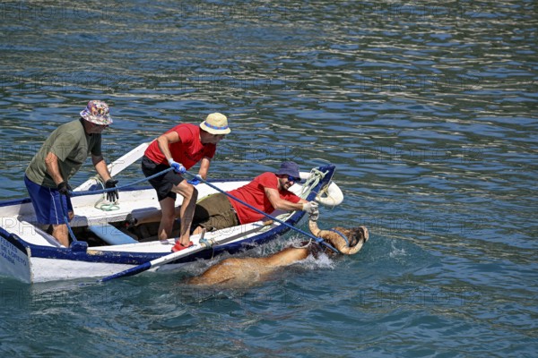 A bull is brought ashore by boat, Bous a la Mar, in English bulls in the sea, bullfighting, Javea or Xàbia, Alicante province, Comunidad Valenciana, Spain