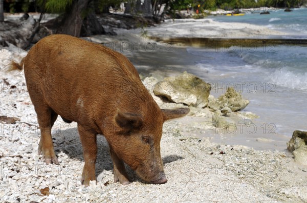 Pig, wild boar on Rangiroa beach in the South Pacific, Tahiti, French Polynesia