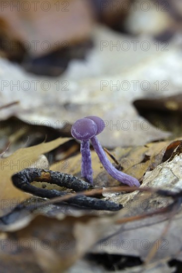 Purple lacquer funnel (Laccaria amethystina) in the forest, autumn time, October, Saxony, Germany