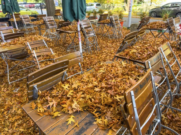 Autumn in town, car parked under deciduous tree, swamp oak, ground and vehicle covered with fallen leaves, Essen, North Rhine-Westphalia