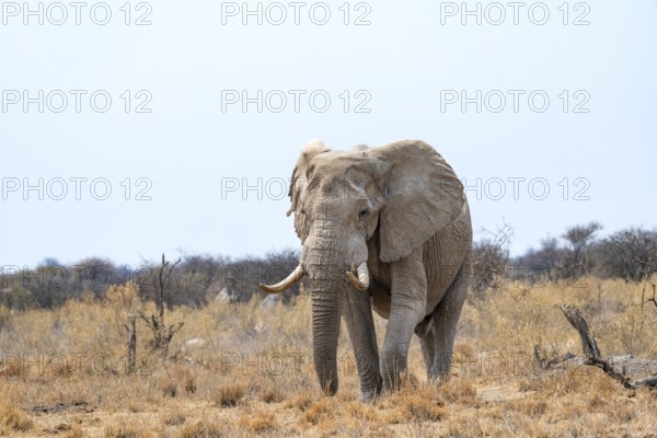 African elephant (Loxodonta africana), adult male in the savanna, Nxai Pan National Park, Botswana