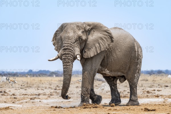 African elephant (Loxodonta africana), adult male, Nxai Pan National Park, Botswana