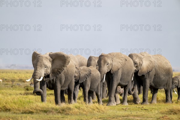 African elephant (Loxodonta africana) large herd with young animals and herons (Bubulcus ibis), in morning light, Amboseli National Park, Rift Valley Province, Kenya