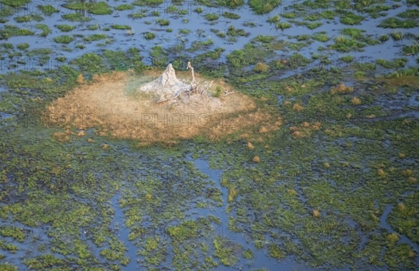 Freshwater marshland, swamp landscape with small island with termite hill, aerial view, Okavango Delta, Botswana