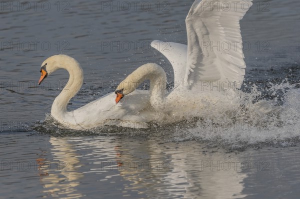 Swan chases rivals across a calm body of water. One of the swans squirts and brings life to the quiet scene. Bas rhin, Alsace, Grand Est, France
