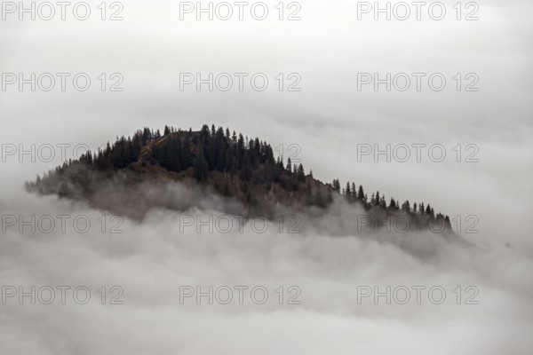 Ridge with conifers sticking out of fog, Allgäu Alps, near Oberstdorf, Oberallgäu, Allgäu, Bavaria, Germany