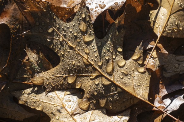 Dew drops on the leaf of a red oak (Quercus rubra), Emsland, Lower Saxony, Germany