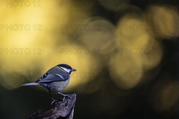 Great tit (Parus major), Emsland, Lower Saxony, Germany