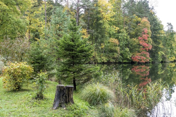 Autumn atmosphere, autumn-colored trees at Lake Mittersee, Füssen, Allgäu, Bavaria, Germany