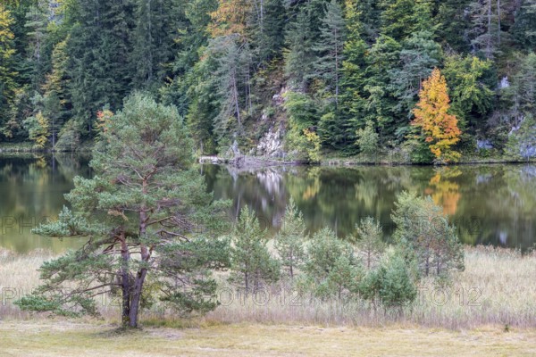 Autumn atmosphere, autumn-colored trees on Obersee, Füssen, Allgäu, Bavaria, Germany