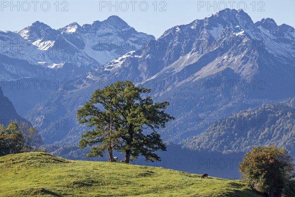 Group of trees with cattle, snow-covered mountains of the Allgäu Alps, near Schöllang, Oberallgäu, Allgäu, Bavaria, Germany