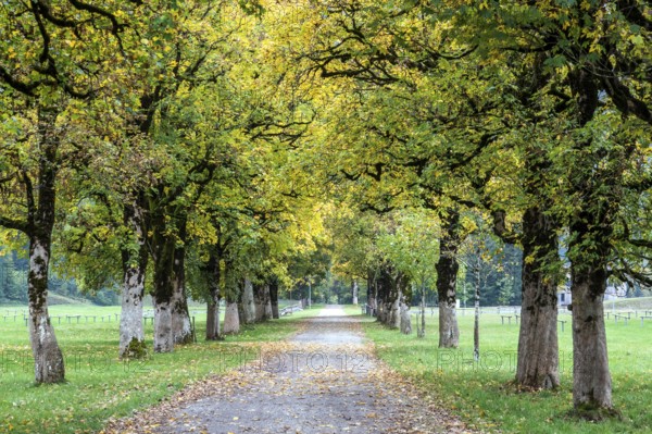 Autumn atmosphere, tree hall with autumn-colored trees, near Oberstdorf, Oberallgäu, Allgäu, Bavaria, Germany