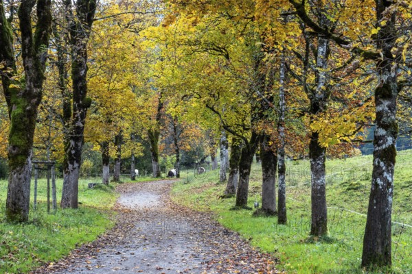 Autumn atmosphere, avenue with autumn-colored sycamore trees, Stillach Valley, near Heini-Klopfer Skiflugschanze, Oberstdorf, Oberallgäu, Allgäu, Bavaria, Germany