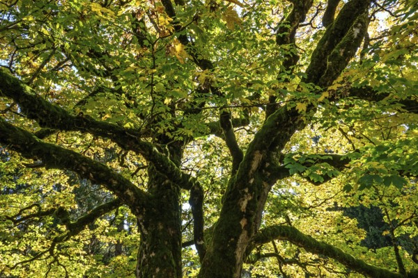 Sycamore tree in autumn colors, Hochleite, near Schwand, Oberstdorf, Oberallgäu, Allgäu, Bavaria, Germany