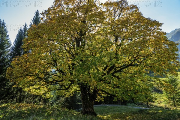 Sycamore tree in autumn colors, backlight, Hochleite, near Schwand, Oberstdorf, Oberallgäu, Allgäu, Bavaria, Germany