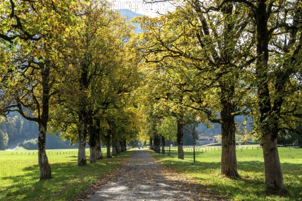 Autumn atmosphere, avenue with autumn-colored sycamore trees, near Renksteg, Oberstdorf, Oberallgäu, Allgäu, Bavaria, Germany