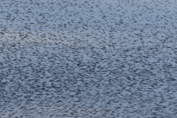 Eurasian starling (Sturnus vulgaris) adult birds flying in a flock in a murmuration at sunset in winter - slow motion blur image, England, United Kingdom