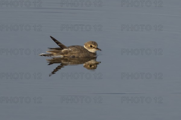 Little ringed plover (Charadrius dubius) adult wading bird in a shallow coastal lagoon, England, United Kingdom