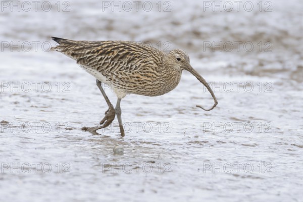 Eurasian curlew (Numenius arquata) adult wading bird on a coastal mudflat with a worm in its beak, England, United Kingdom