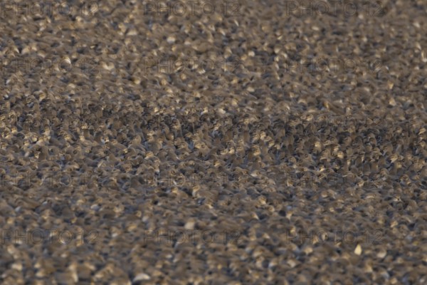 Red Knot (Calidris canutus) adult wading birds at high tide on a coastal shingle ridge, RSPB Snetisham nature reserve, Norfolk, England, United Kingdom
