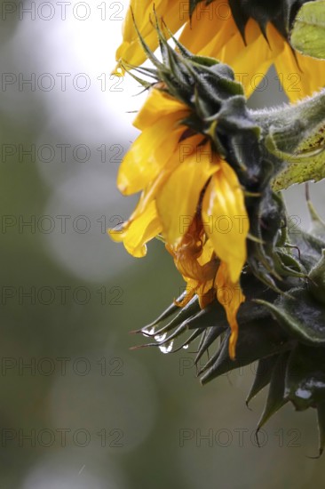 Sunflower with raindrops, rainy weather, Germany